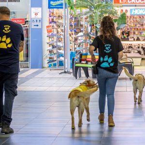 אימון מאמנים כלבי שירות